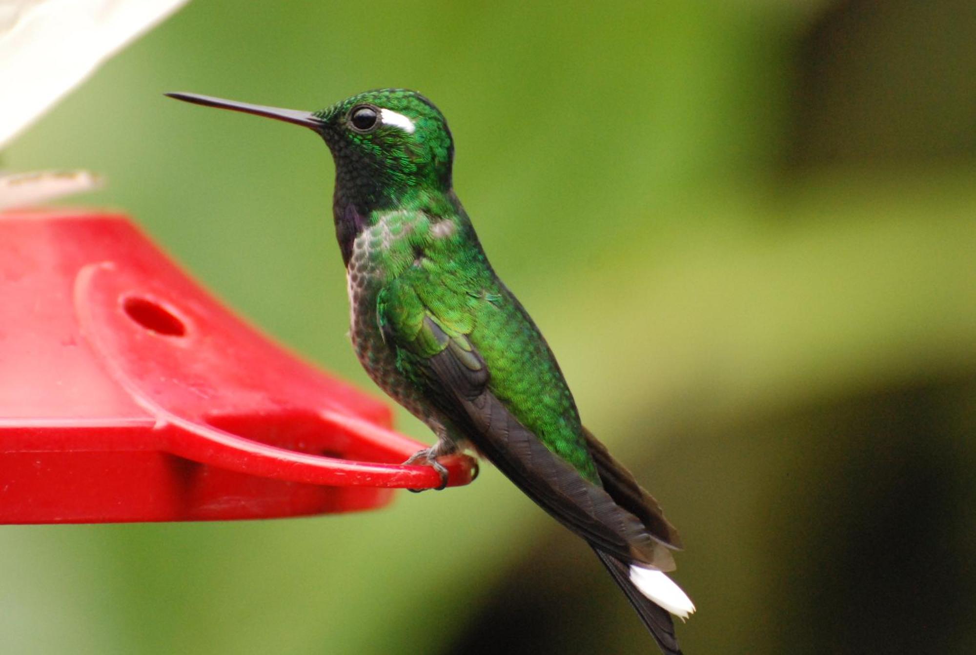 Bellavista Cloud Forest Lodge & Private Protected Area Tandayapa Buitenkant foto