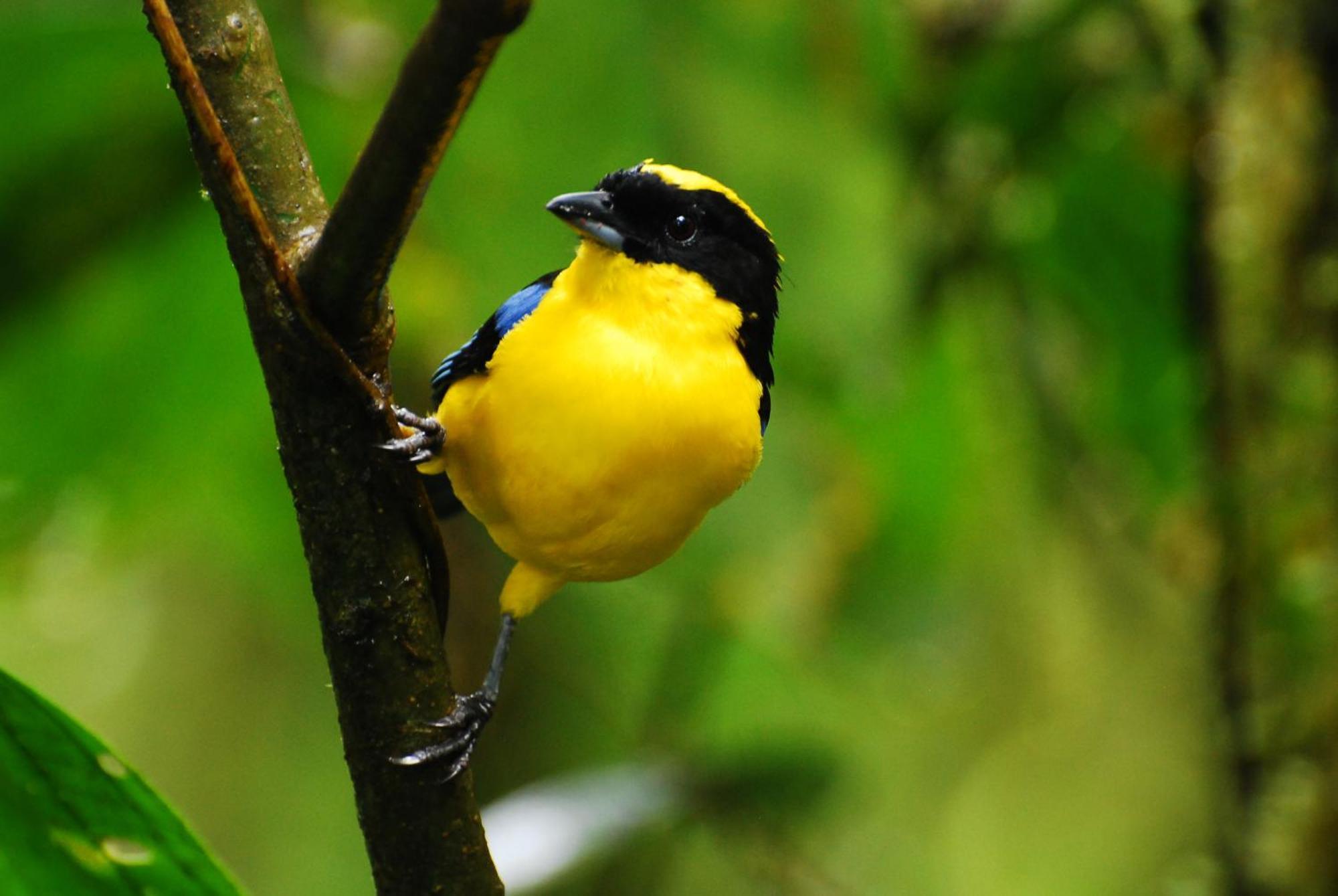 Bellavista Cloud Forest Lodge & Private Protected Area Tandayapa Buitenkant foto