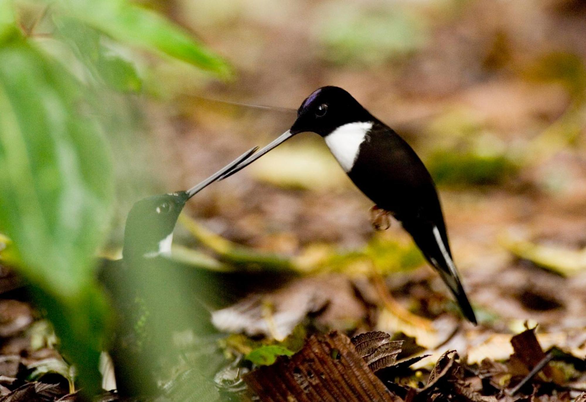 Bellavista Cloud Forest Lodge & Private Protected Area Tandayapa Buitenkant foto