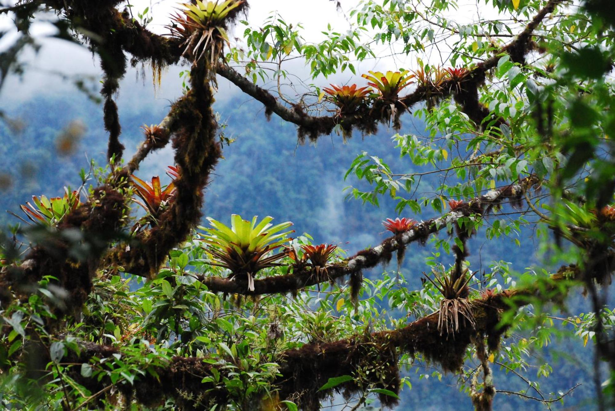 Bellavista Cloud Forest Lodge & Private Protected Area Tandayapa Buitenkant foto